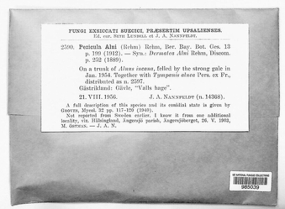 Pezicula alni image